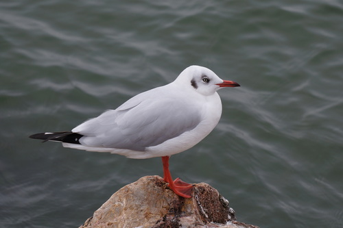 Chroicocephalus brunnicephalus