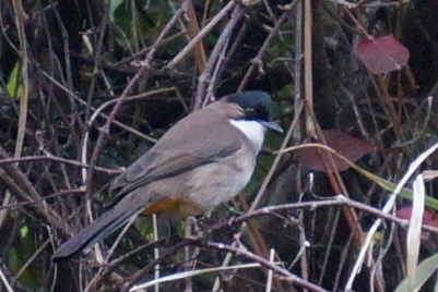 Pycnonotus xanthorrhous