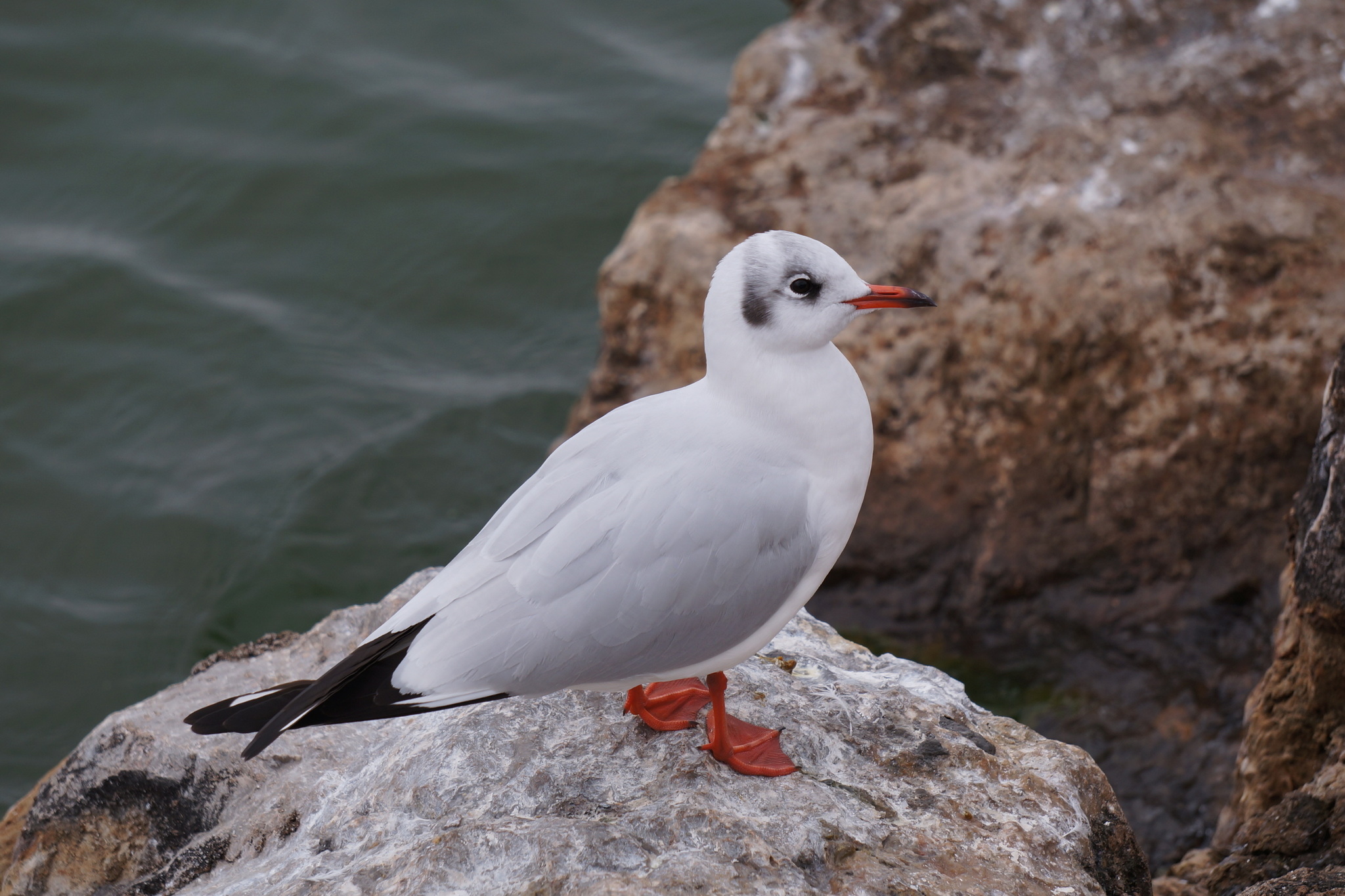 Black-headed Gull