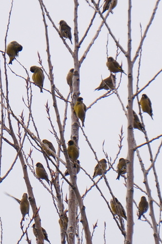 Chloris ambigua