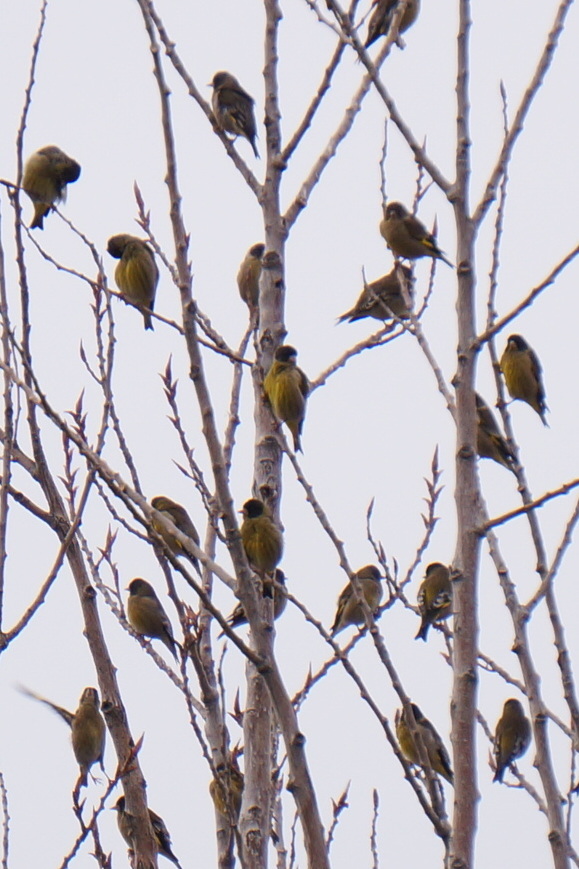Black-headed Greenfinch