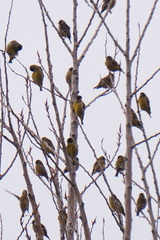 Chloris ambigua