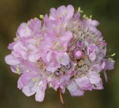 Armeria maritima elongata