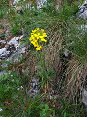 Erysimum odoratum