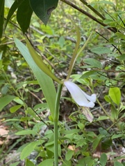 Cleistesiopsis bifaria