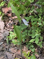 Cleistesiopsis bifaria