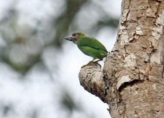 Psilopogon duvaucelii