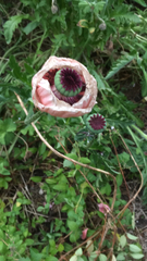 Papaver orientale