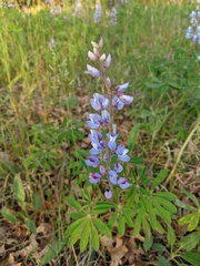 Lupinus perennis
