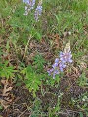 Lupinus perennis
