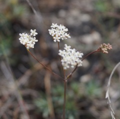 Pimpinella tragium