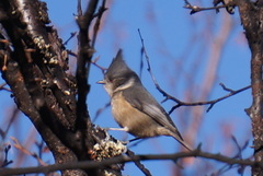 Lophophanes dichrous