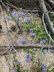 Ceanothus parvifolius