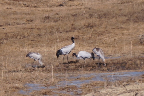 Grus nigricollis