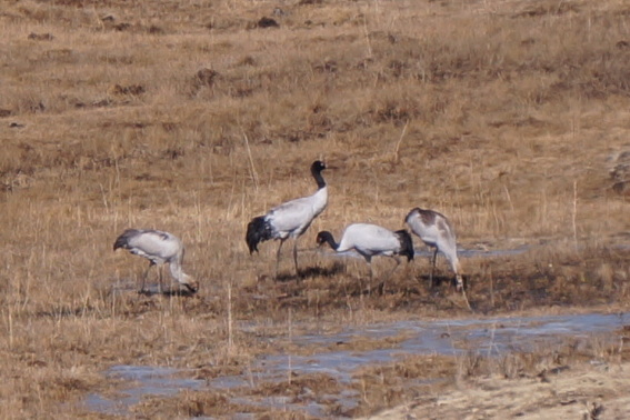 Black-necked Crane