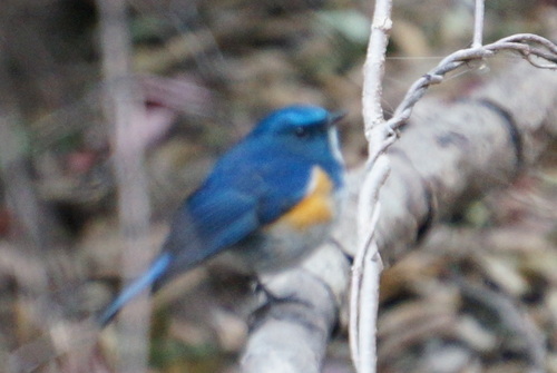 Tarsiger rufilatus
