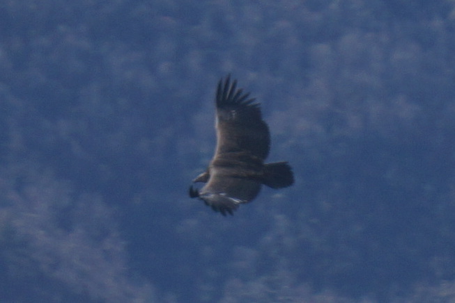 Cinereous Vulture