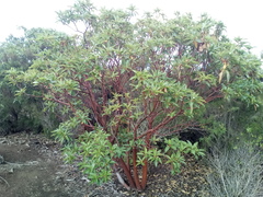 Arbutus canariensis