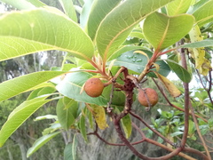 Arbutus canariensis