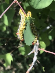 Oedemasia concinna
