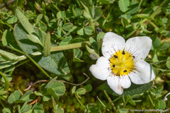 Hesperochiron pumilus