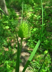 Carex squarrosa