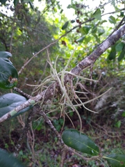 Tillandsia recurvata image