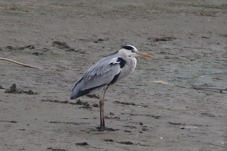 Grey Heron