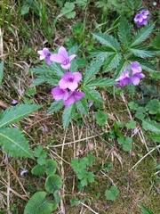 Cardamine glanduligera