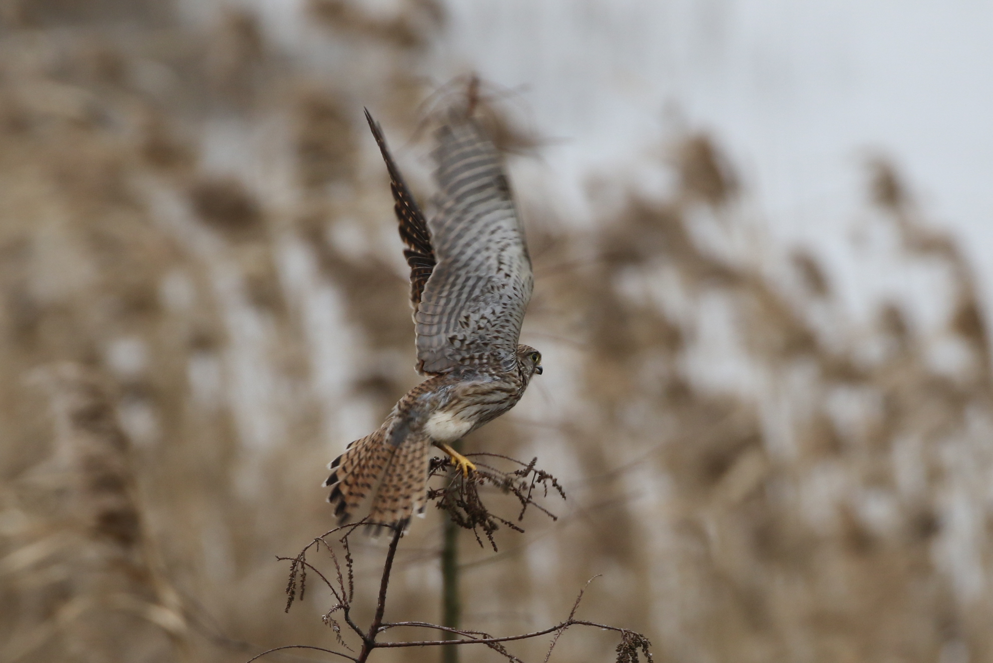 Common Kestrel