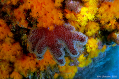 Alcyonium acaule