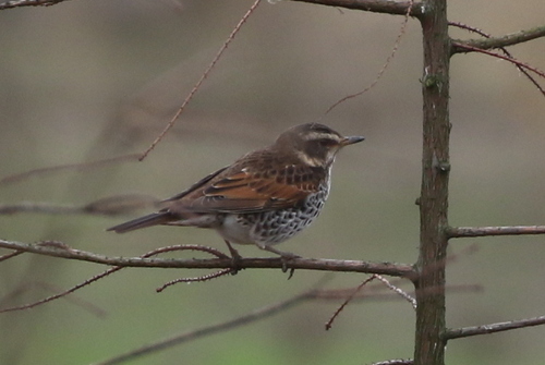Turdus eunomus