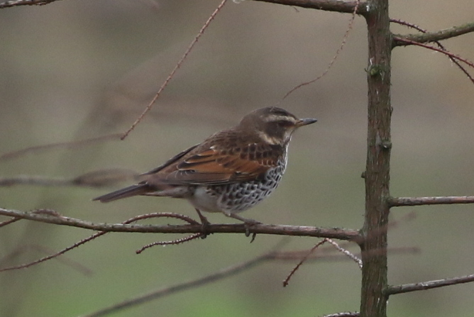 Dusky Thrush