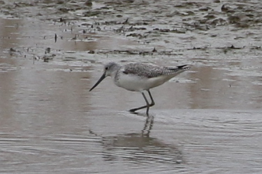 Common Greenshank
