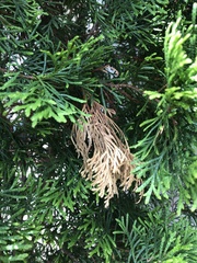 Pestalotiopsis funerea