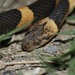 Northern Cat-eyed Snake - Photo (c) Juan Cruzado Cortés, some rights reserved (CC BY-SA), uploaded by Juan Cruzado Cortés