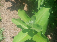 Asclepias syriaca