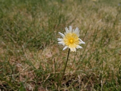 Pinaropappus roseus