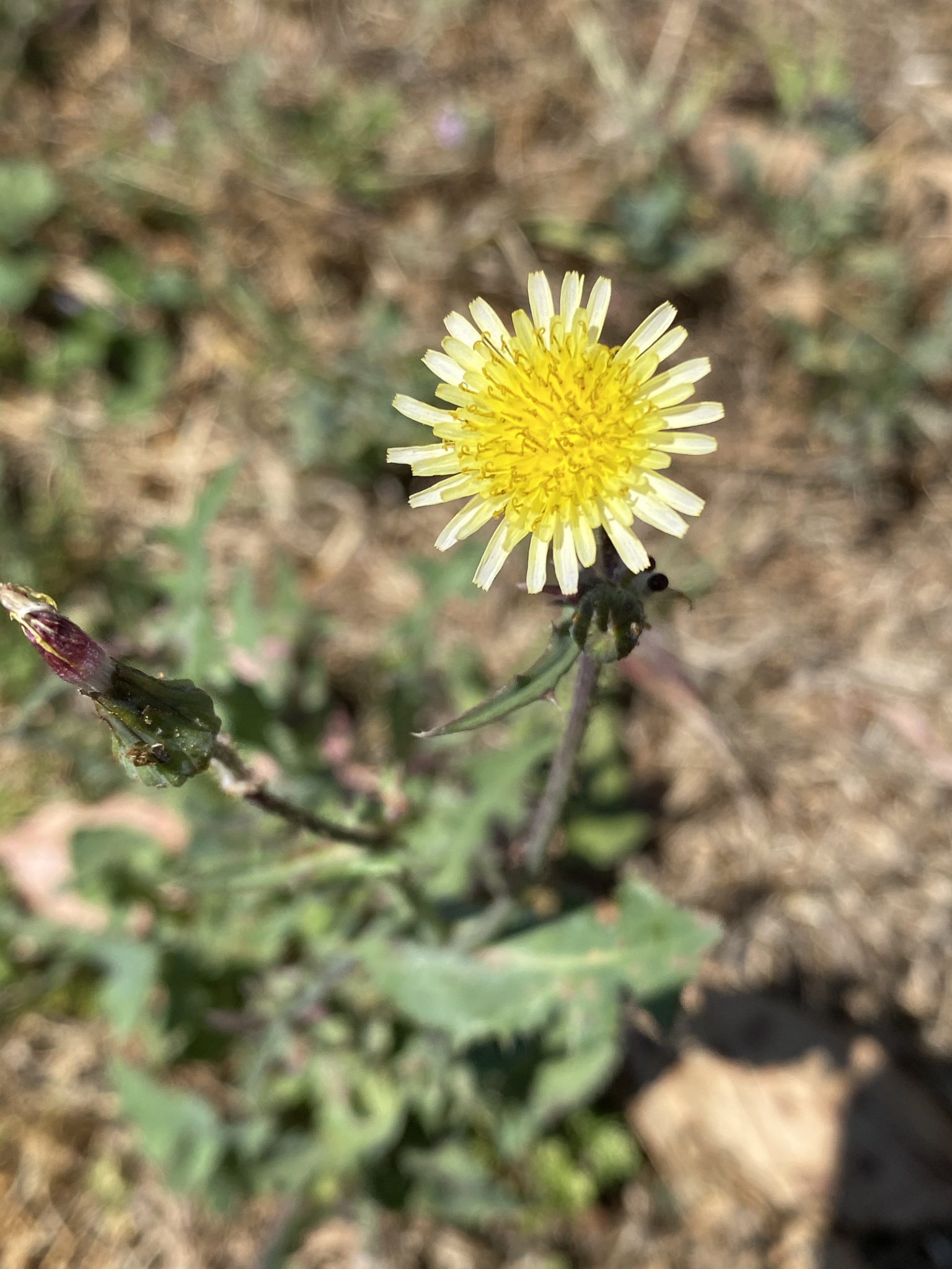 Sonchus oleraceus — photo 3