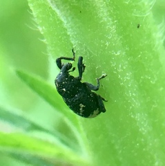 Tyloderma foveolatum