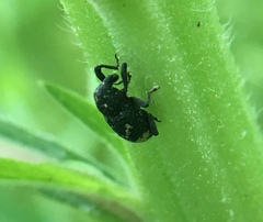 Tyloderma foveolatum