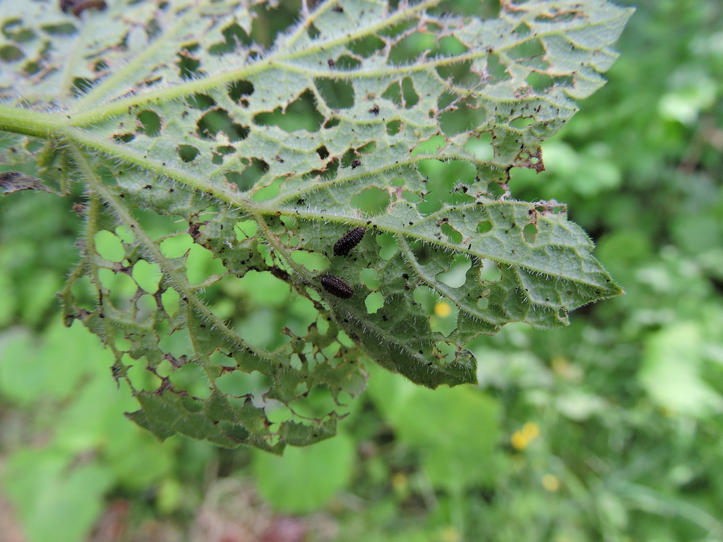 Celery Leaf Beetle