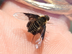 Ogcodocera