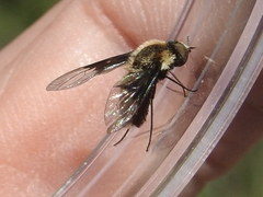 Ogcodocera