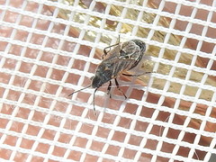 Lygaeospilus tripunctatus