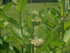 Asclepias syriaca