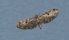 Eupithecia annulata