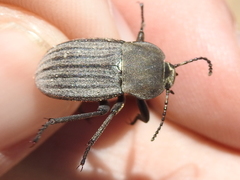 Eleodes tricostata