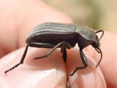 Eleodes tricostata