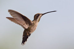 Plain-Capped Starthroat photo 3